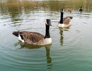 Canadian Geese Goose Low Level close up water level view portrait