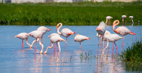 pink flamingo looks for food in the pond in Oristano, southern Sardinia
 - obrazy, fototapety, plakaty