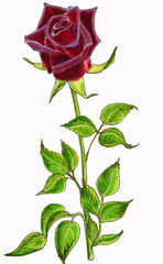 Obraz premium Watercolor illustration of dark red rose isolated on white background