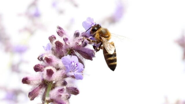 Bee pollinates a lavender flower, macro view. A honey bee working at garden with Lavandula angustifolia, close up.