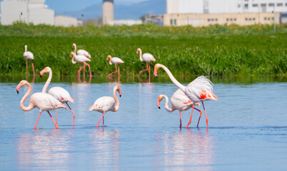 pink flamingo looks for food in the pond in Oristano, southern Sardinia
