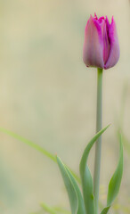pink tulip on a green background in soft focus copyspace