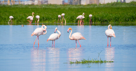 pink flamingo looks for food in the pond in Oristano, southern Sardinia
