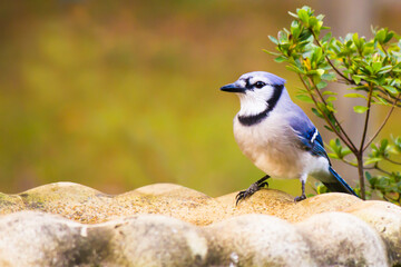 blue jay perched on edge of birdbath