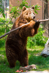 Obraz na płótnie Canvas An European brown bear is playing with a branch
