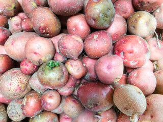 Red potatoes freshly dug from home garden