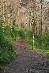 Footpath in autumn forest on a sunny day, Ireland