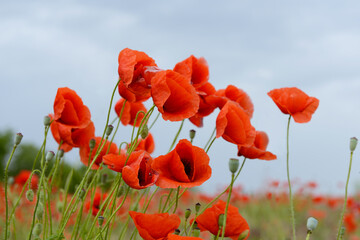 Beautiful poppy field with blooming red flowers, spring blooming background