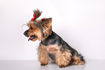 Adult dog Yorkshire Terrier female breed sitting, side view.