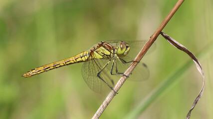 Gro&szlig;e Heidelibelle - Common Darter