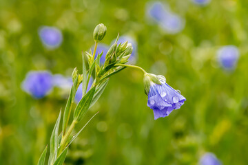 Goutte de pluie sur une fleur de lin au printemps © annick