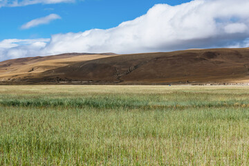 Fototapeta na wymiar natural scenery of Tibetan countryside and barley wheat fields