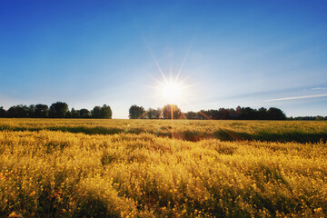 Fototapeta na wymiar autumn fields meadows lush grass and trees with rays of the sun silence in nature