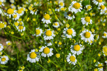 Flower bed Chamomile in garden. Pharmacy Chamomile (Latin: Matricaria chamomilla) close up. Soft selective focus.