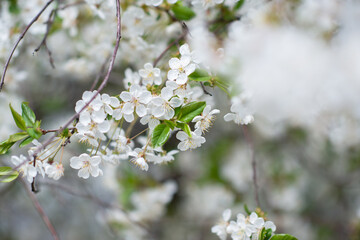 Branch of blossom sakura tree with white flowers, beauty in nature, beautiful spring nature background. Blooming