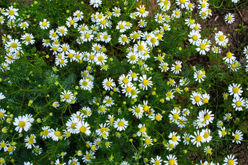 Flowers Pharmacy Chamomile (Latin: Matricaria chamomilla) close up. Glades of healing flowers. Floral background.