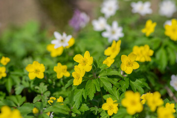 Anemonoides ranunculoides yellow wood anemone in bloom, buttercup flowering small forest plant
