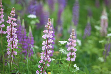 A field of beautiful multi-colored lupins.Summer floral background.