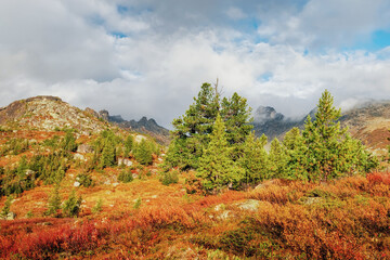 Fototapeta na wymiar Autumn forest high in the mountains peaks in the clouds Christmas trees and red grass