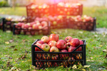 Ripe juicy apples staying in plastic baskets. Red delicious apples in containers ready for market.