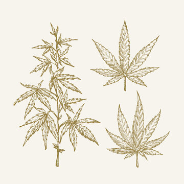 Hand Drawn Vector Cannabis Hemp Branch with Leaves Sketch Sillhouettes Set. Medicine Herb Doodles Collection. Isolated
