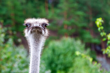 Close-up on the head of a large wild ostrich bird with large eyes, a sharp beak and looks like a terrible creature.