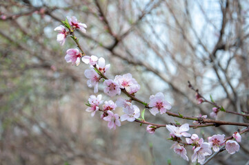 Beautiful spring pink peach flowers