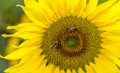 Obraz premium SUNFLOWER