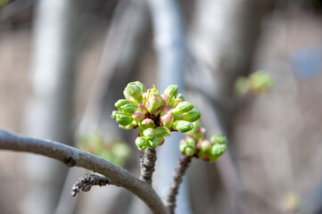 In the spring, new cherry tree buds sprout in the garden. Close-up macro photography with background blurring.