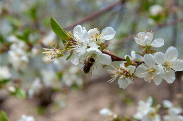 Spring. Bees collects nectar (pollen) from the white flowers of a flowering cherry on a blurred background of nature, a banner for the site. Panorama. Blurred space for text. Skinali.