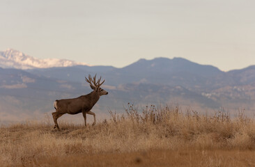 Mule Deer Buck During the Fall Rut in Colorado