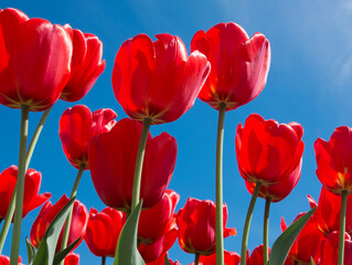 Spring flowers. Red tulips on blue sky background in sunny day
