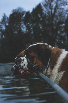 Panting Saint Bernard 