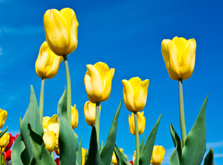 Obraz premium Spring flowers. Yellow tulips on the blue sky background in sunny day