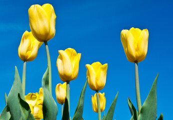 Fototapeta premium Spring flowers. Yellow tulips on the blue sky background in sunny day