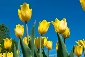 Obraz premium Spring flowers. Yellow tulips on the blue sky background in sunny day