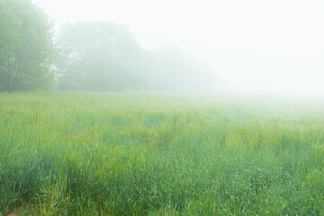 Beautiful field with trees and fog at spring