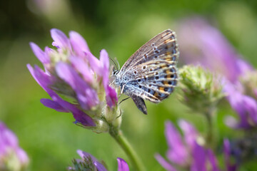 Bright butterfly sits on a purple sage flower.