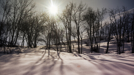 Multiple arbre en contre jour avec l'ombre qui court sur la neige
