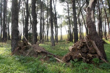 Hendaya en primavera.