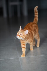 Cute funny red tabby kitten at home. Adorable young pet.