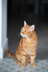 Cute funny red tabby kitten at home. Adorable young pet.
