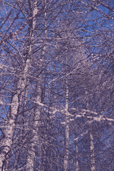 plan serr&eacute; dans un groupe d'arbres en hiver