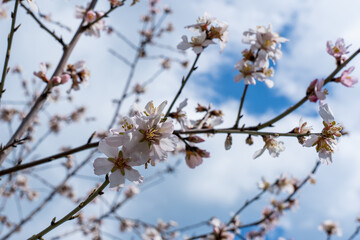Branches with white flowers and almond buds in spring