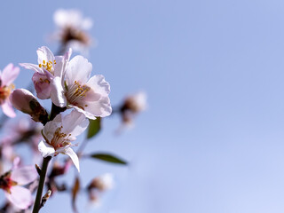 Blooming almonds. Buds on almond tree branch close up with copy space