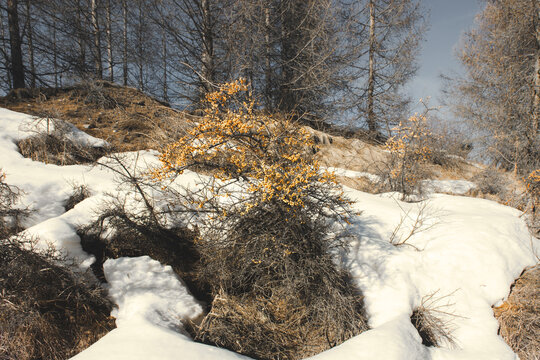 Argousier et ses baies oranges dans la neige