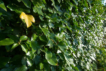 A yellow ivy leaf shows off among the other green ones covering the wall