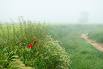 Beautiful field with blooming red poppy flowers and road, spring background at foggy weather
