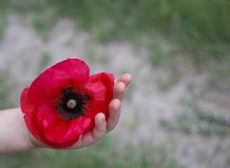 flower of red wild poppy on a child's hand. a symbol of memory of the soldiers who died in the war. copy space. Victory Day.