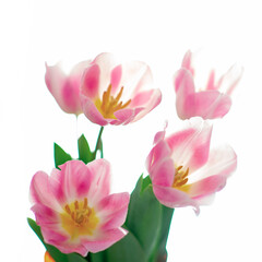 Beautiful pink tulip flowers over white, soft focus. Spring blooming background